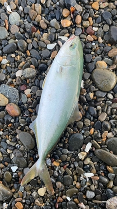 ツバスの釣果