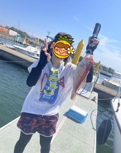 アマダイの釣果