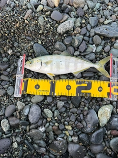 ワカシの釣果