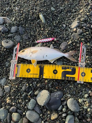 ショゴの釣果