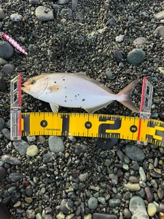 ショゴの釣果