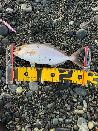 ショゴの釣果