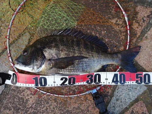 チヌの釣果
