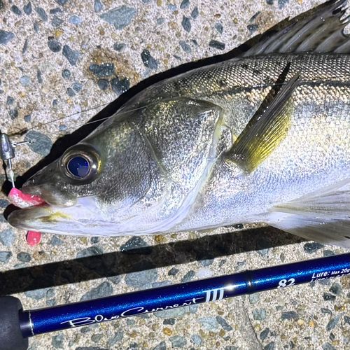 シーバスの釣果