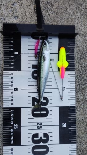 サバの釣果