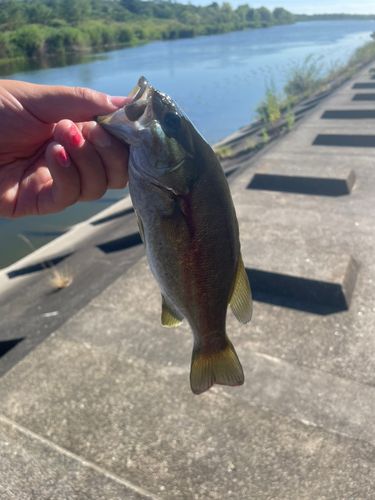 スモールマウスバスの釣果