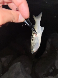 コボラの釣果