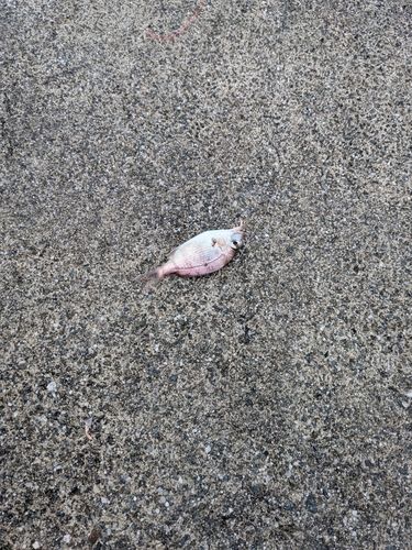 チャリコの釣果