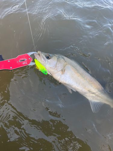セイゴ（マルスズキ）の釣果