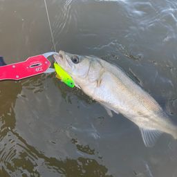 セイゴ（マルスズキ）