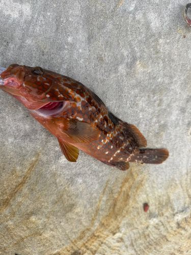 キジハタの釣果