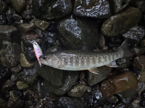 イワナの釣果