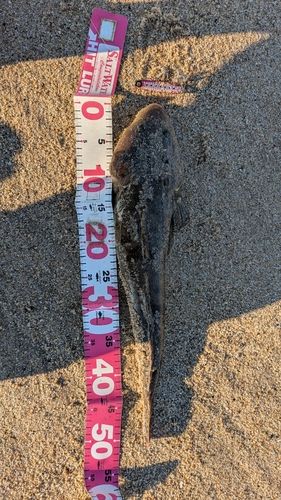 マゴチの釣果