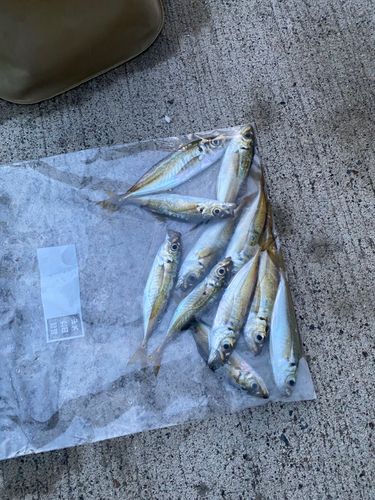 アジの釣果