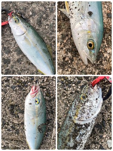 ツバスの釣果
