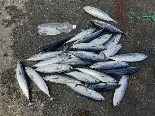 ソウダガツオの釣果