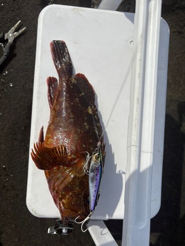 カサゴの釣果