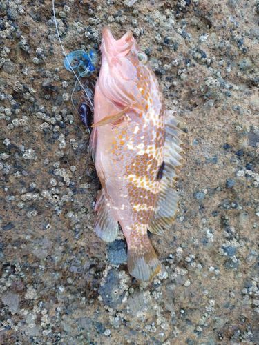 キジハタの釣果