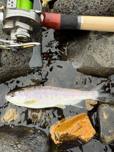 レインボートラウトの釣果