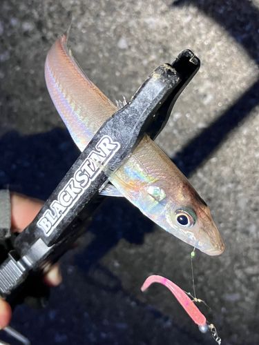 シロギスの釣果