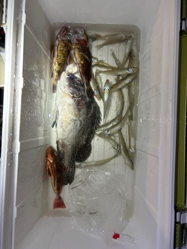 コショウダイの釣果
