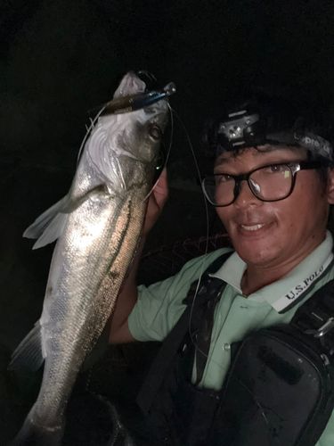 セイゴ（マルスズキ）の釣果