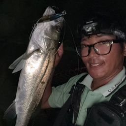 セイゴ（マルスズキ）