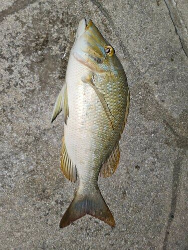 タマンの釣果