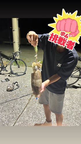 コウイカの釣果