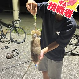 コウイカ
