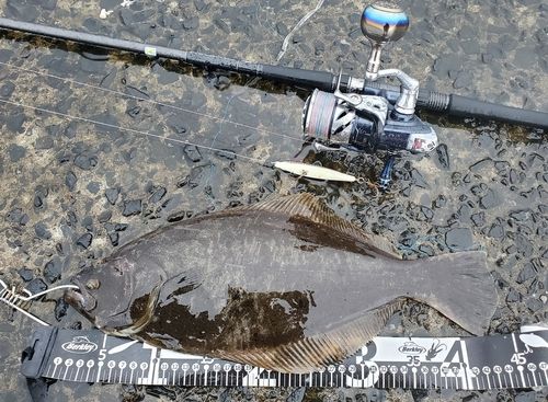ヒラメの釣果