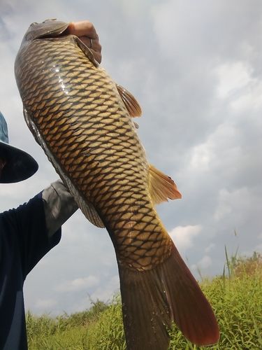 コイの釣果