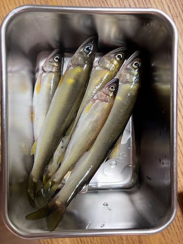 アユの釣果