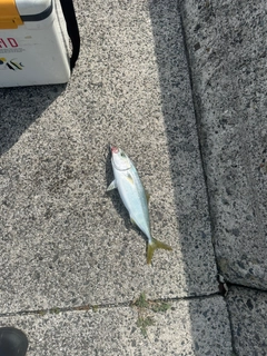 ツバスの釣果