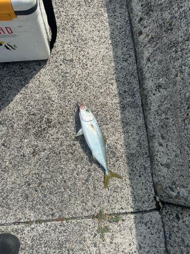 ツバスの釣果
