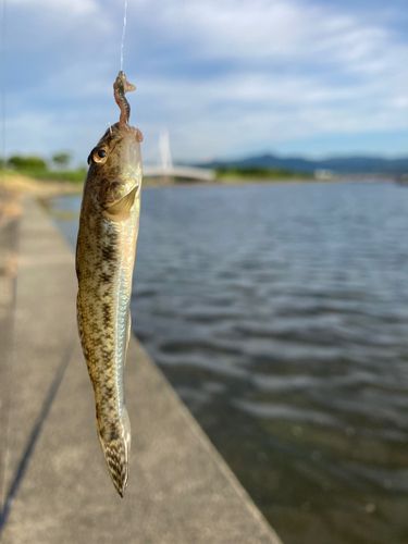 マハゼの釣果