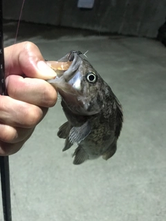 クロソイの釣果