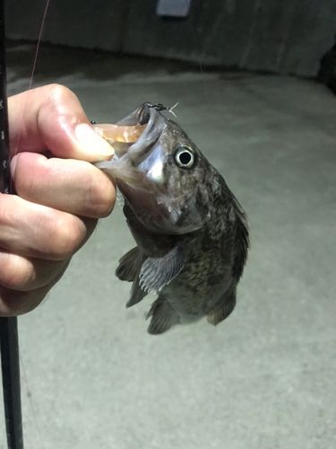 クロソイの釣果