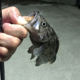 クロソイ
