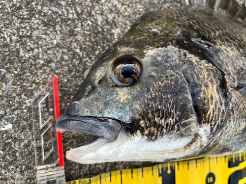 チヌの釣果