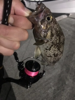 クロソイの釣果