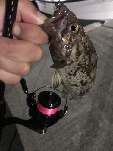 クロソイの釣果