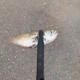 アジ