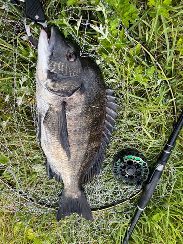 チヌの釣果