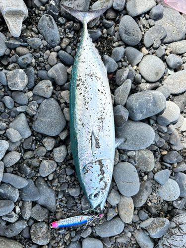 マルソウダの釣果