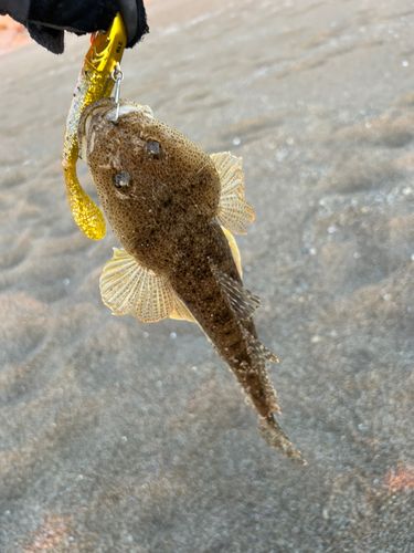 コチの釣果