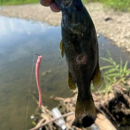 スモールマウスバス