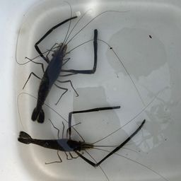 テナガエビ