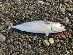 ソウダガツオの釣果