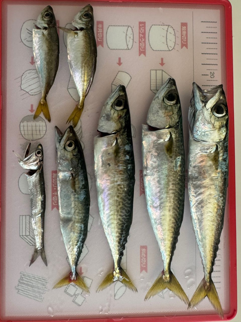 【美品】メジャークラフト　鯵道5g AD5-S582L/AJI メジャークラフト 鯵道 5G AD5-S582L/AJI (ロッド・釣竿) 価格